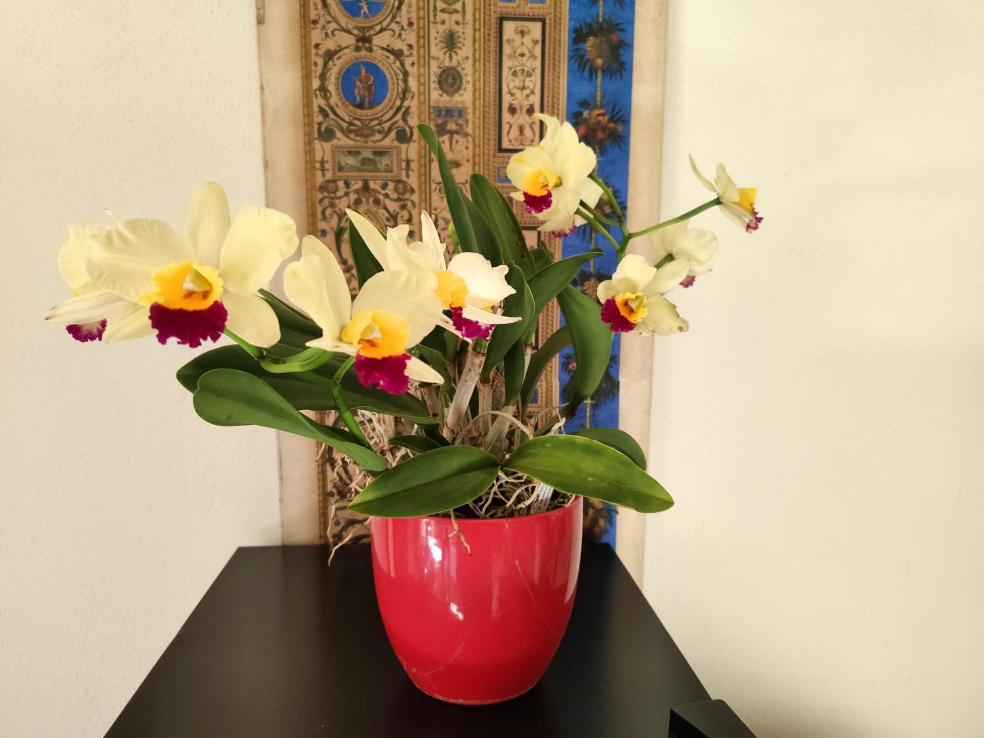 La Casa Nel Borgo Bed & Breakfast Piadena Ngoại thất bức ảnh